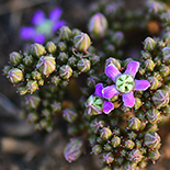 Raphionacme hirsuta